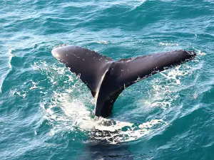 Tasman Venture