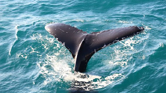 Tasman Venture