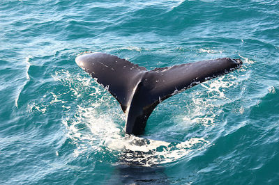 Tasman Venture