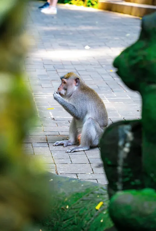 5_聖猴森林公園
