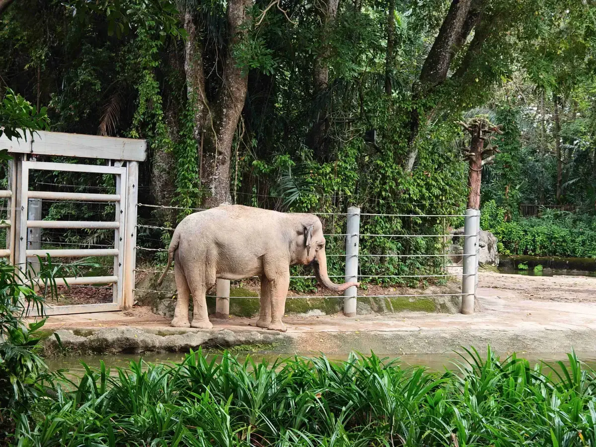 Singapore Zoo