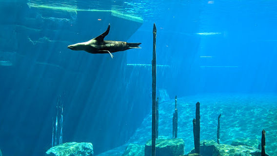 Dolphinarium in the zoo of Nuremberg