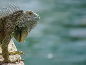 Cayman Turtle Centre