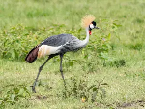Lake Mburo National Park