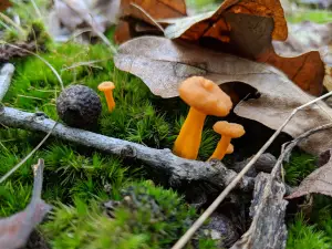ニアングア保護地域