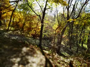 Pony Creek Conservation Park