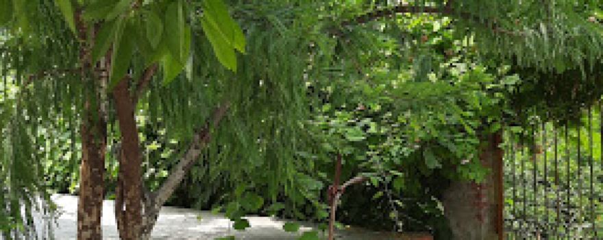 Shiv Mandir Pachhali Patti