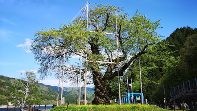 Shokawasakura Park