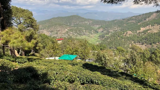 Kausani Tea Estate