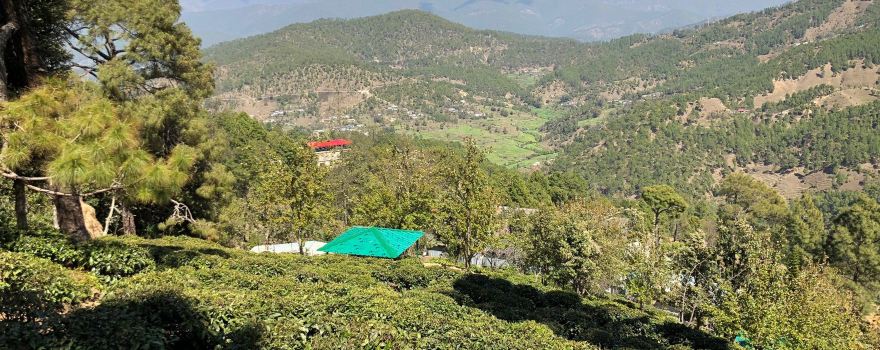 Kausani Tea Estate