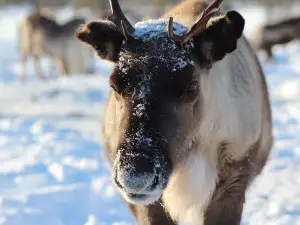 Reindeer Farm Petri Mattus (on RESERVATION only)