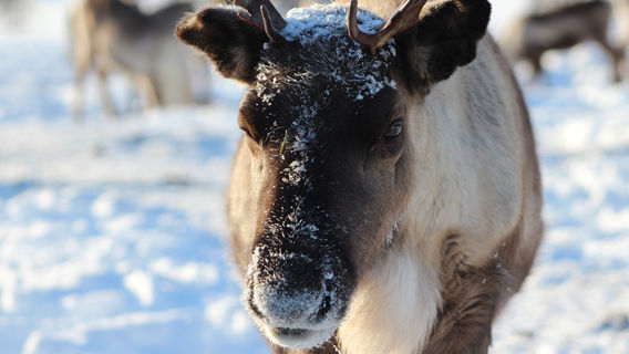 Reindeer Farm Petri Mattus (on RESERVATION only)