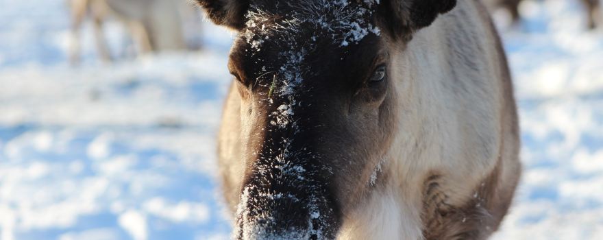 Reindeer Farm Petri Mattus (on RESERVATION only)