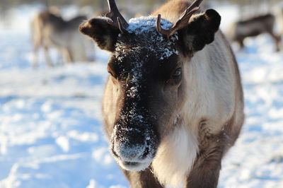 Reindeer Farm Petri Mattus (on RESERVATION only)