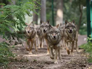 Wolfcenter GbR