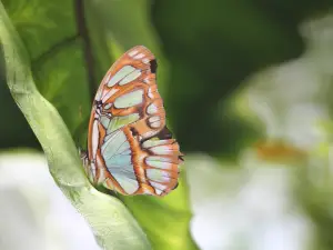 The Magic of Life Butterfly House