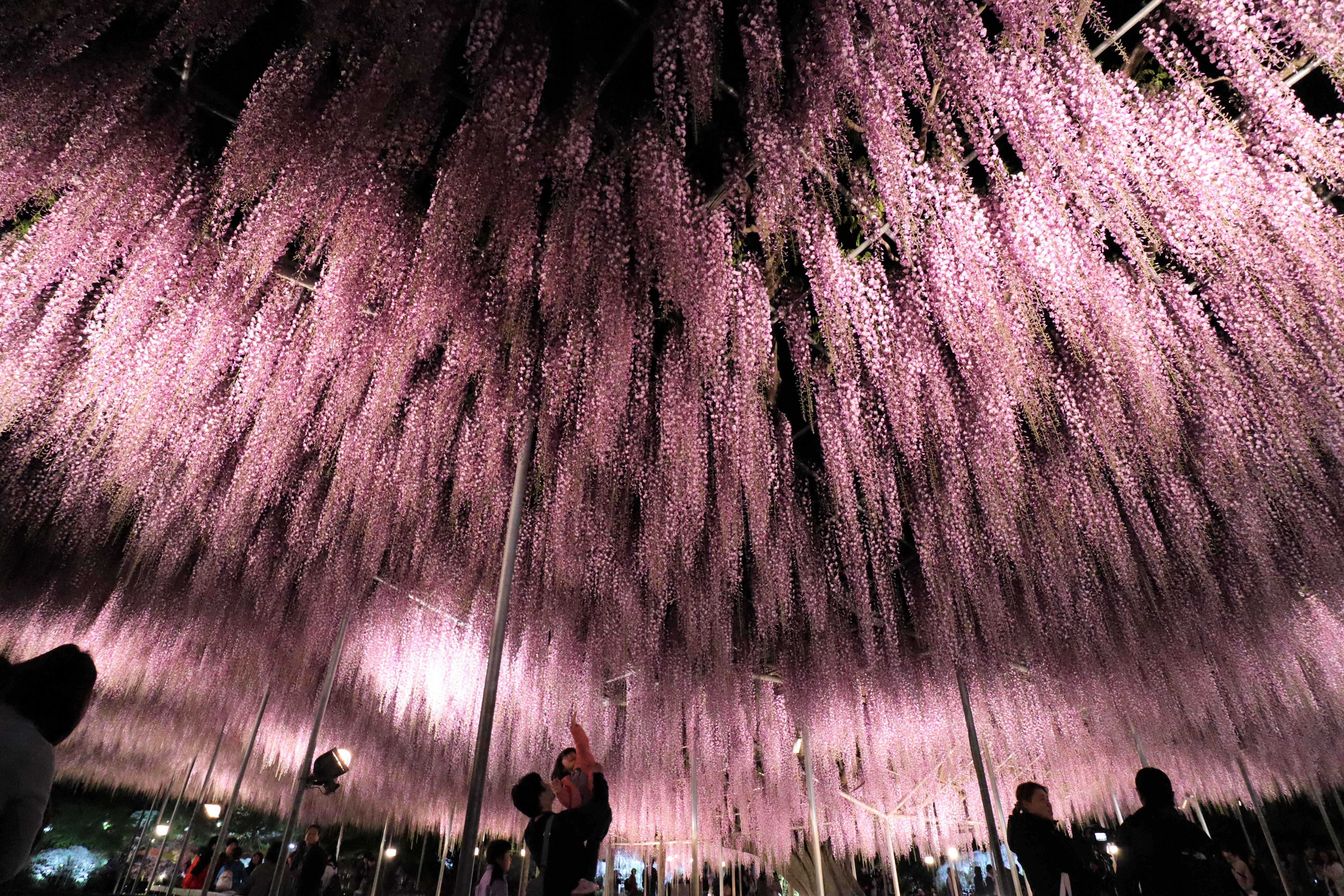 Ashikaga Flower Park