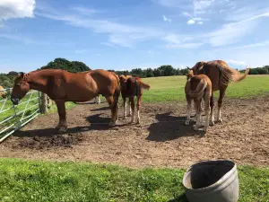 The Suffolk Punch Trust