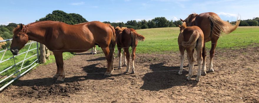 The Suffolk Punch Trust
