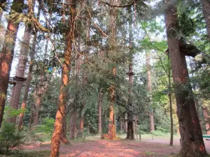 WildPlay Maple Ridge