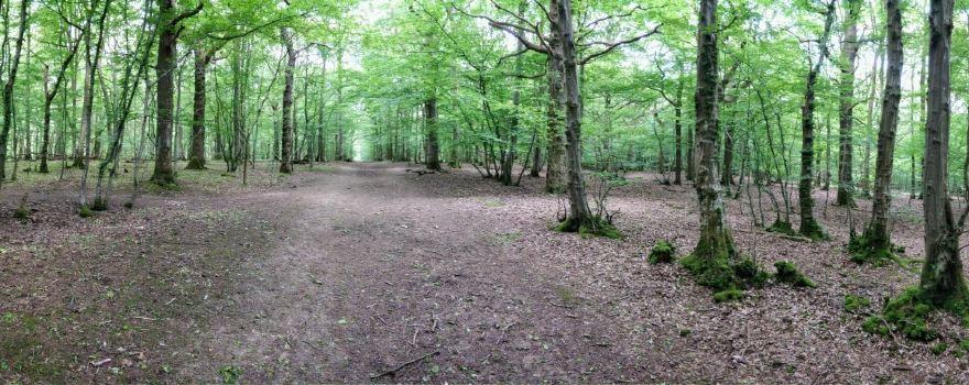 Ham Street Woods National Nature Reserve