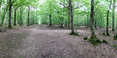 Hamstreet Woods National Nature Reserve