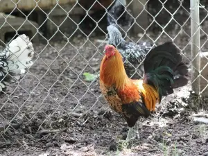 Animal Ed.ventures Sanctuary: Earth-Speak Park