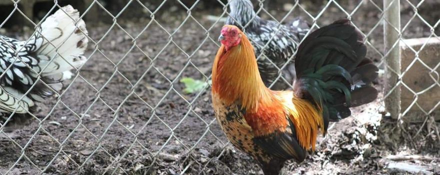 Animal Ed.ventures Sanctuary: Earth-Speak Park