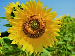 Hokuryu Sunflower Village