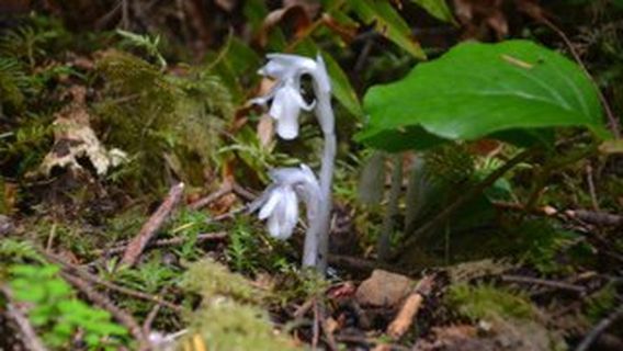 Fairholme Campground Loop