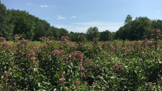 Willard's Woods