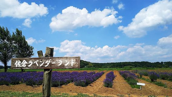 Sakura Lavender Land