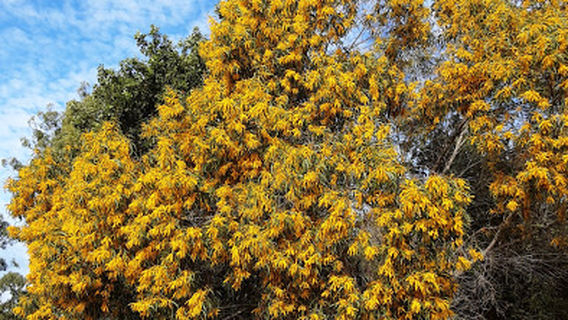 Brandybottle Caravan Park & Golf Course