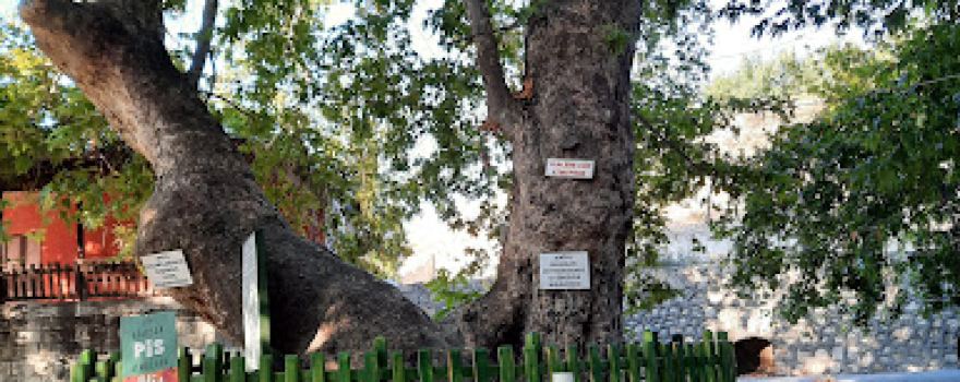 Pınarbaşı Piknik Alanı