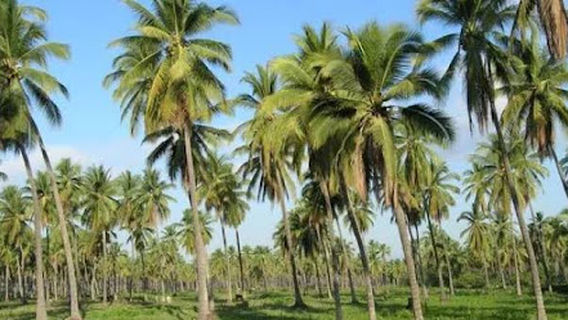 Golden Heights Subdivision