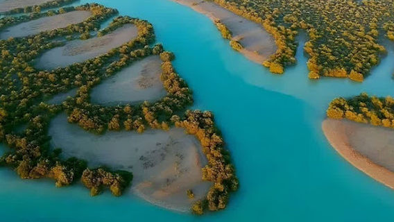 Hara Mangrove forest protected area