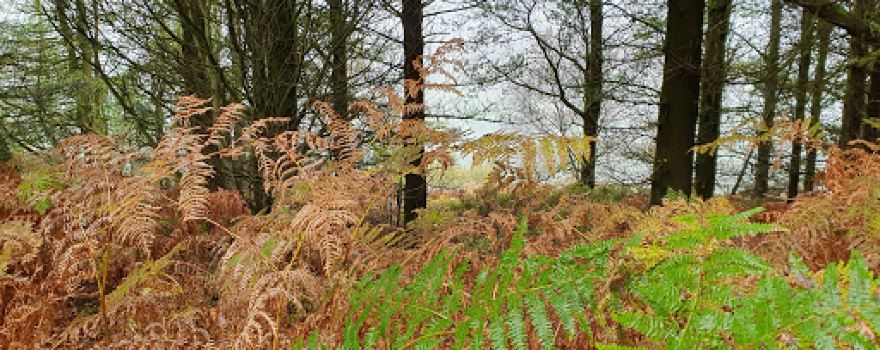 Brockhill Wood