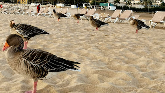 Mojo Beach