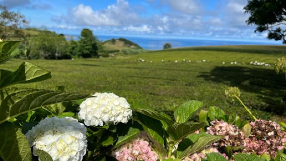 Gorreana Tea Plantation