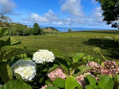 Gorreana Tea Plantation
