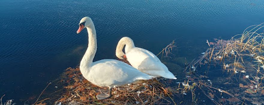 Hastings Lake Forest Preserve