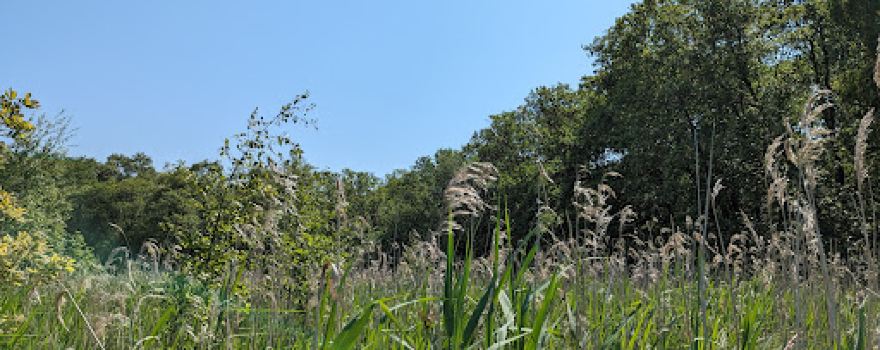 Alderfen Broad
