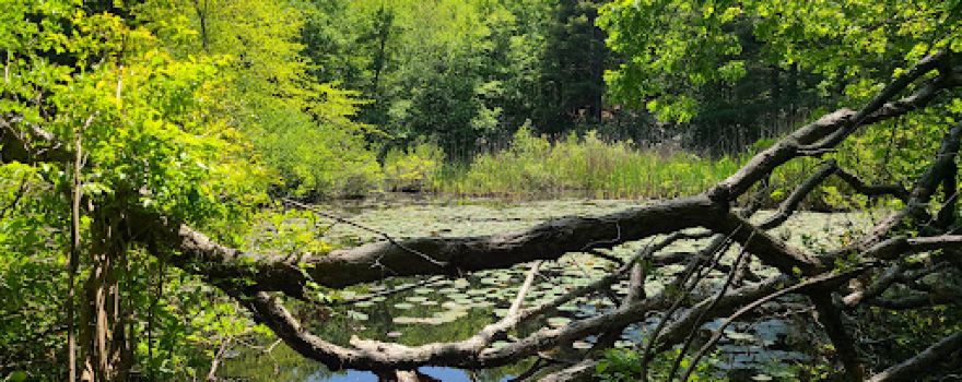 Wilson Mountain Reservation