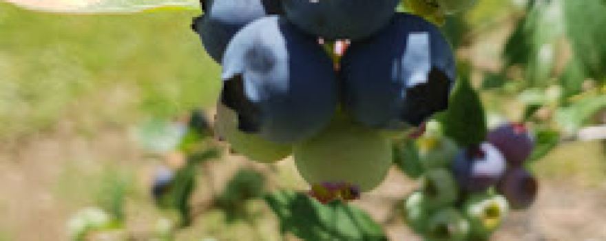 Jamieson Berries