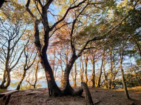 Märchenwald auf Rügens Nordwest-Halbinsel Wittow
