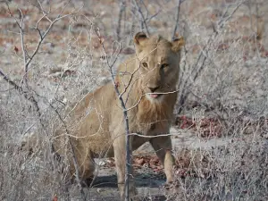 Anderson Gate Etosha National Park (Southern Entrance)