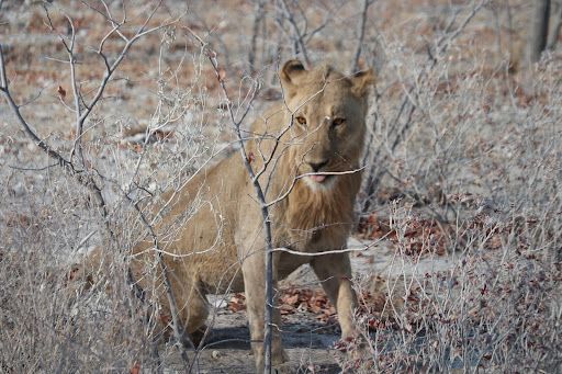 Andersson Gate Etosha National Park (Southern Entrance)