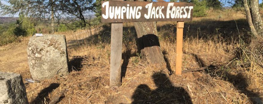 Jumping Jack Forest