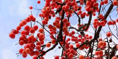 旬邑縣連翹生態觀光園