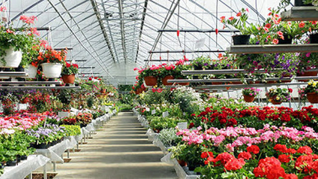 Tirilän Puutarha Ky